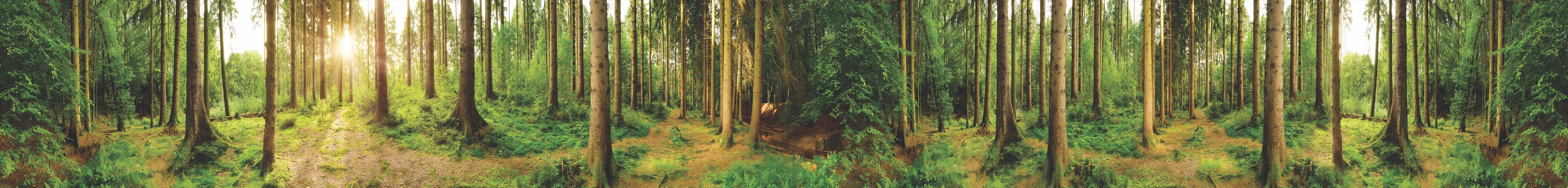 Customise your - Sonnenstrahlen im Wald